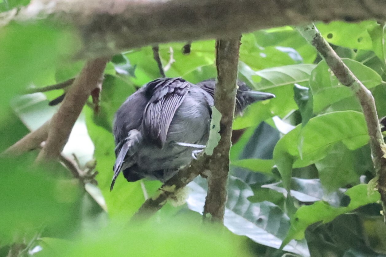 Plain-winged Antshrike (Thamnophilus schistaceus), photo 4