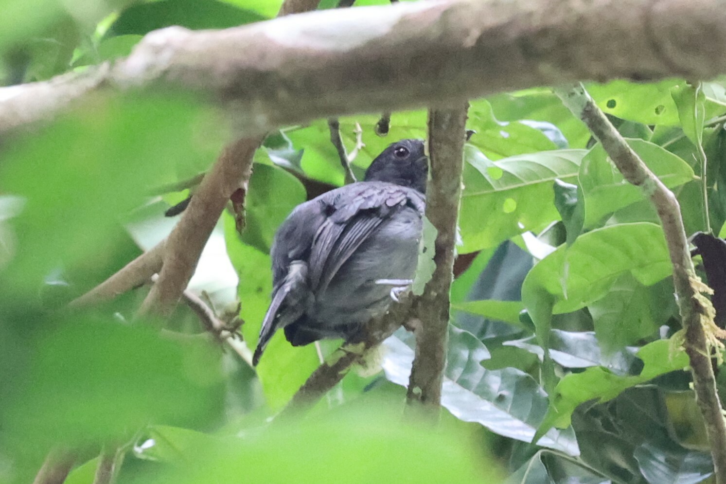 Plain-winged Antshrike (Thamnophilus schistaceus), photo 5