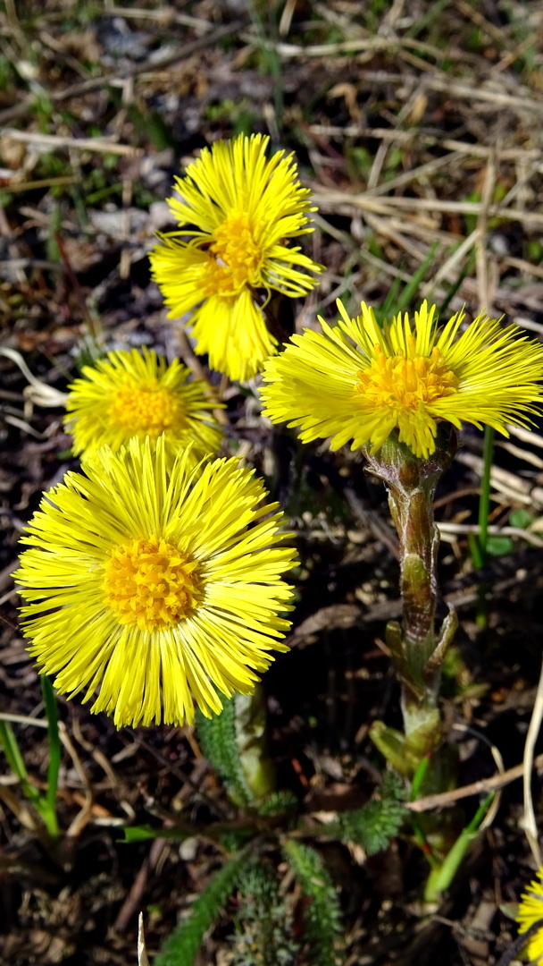 Tussilago