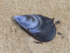 Mytilus