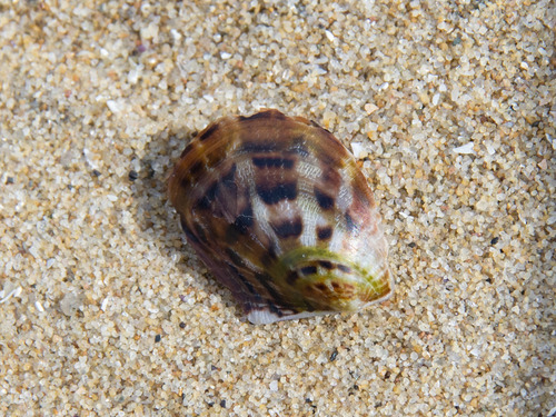 Electroma papilionacea