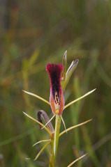 Cryptostylis hunteriana