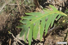 Bocconia arborea
