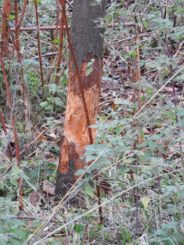 Europski dabar (Castor fiber)