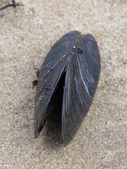Mytilus