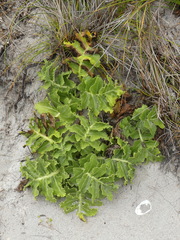 Sonchus grandifolius