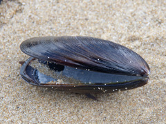 Mytilus