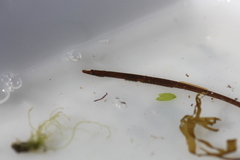 Nerophis lumbriciformis