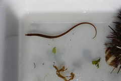 Nerophis lumbriciformis