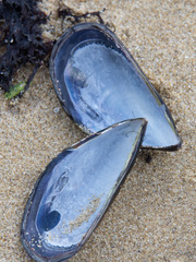 Mytilus