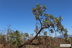 Bocconia arborea