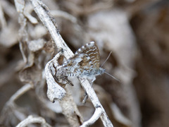 Theclinesthes serpentata