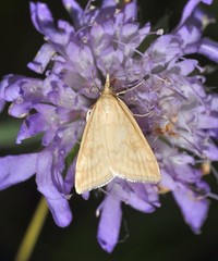 Udea lutealis