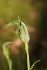 Pterostylis monticola