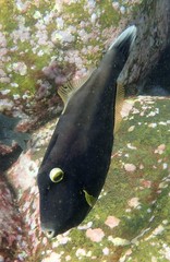 Eubalichthys bucephalus