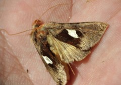 Autographa bractea