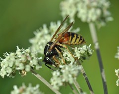 Vespula rufa