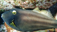 Eubalichthys bucephalus
