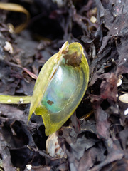 Electroma papilionacea