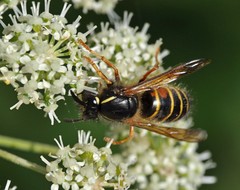 Dolichovespula norwegica