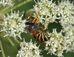 Dolichovespula norwegica