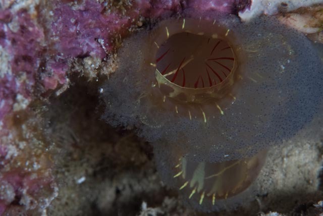 Ascidia ornata