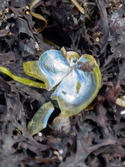 Electroma papilionacea