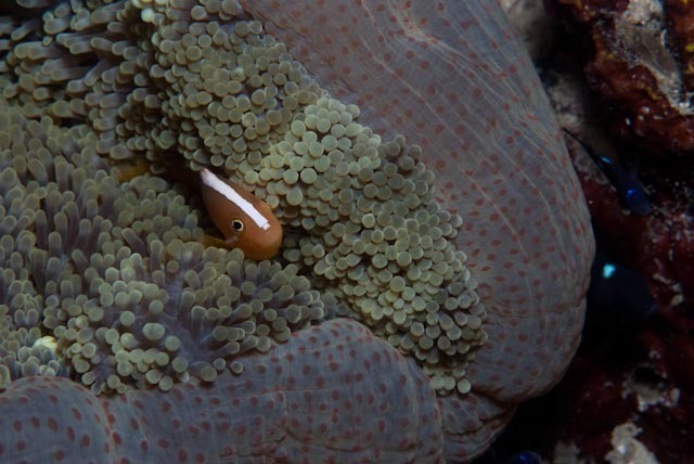 Eastern Skunk Anemonefish