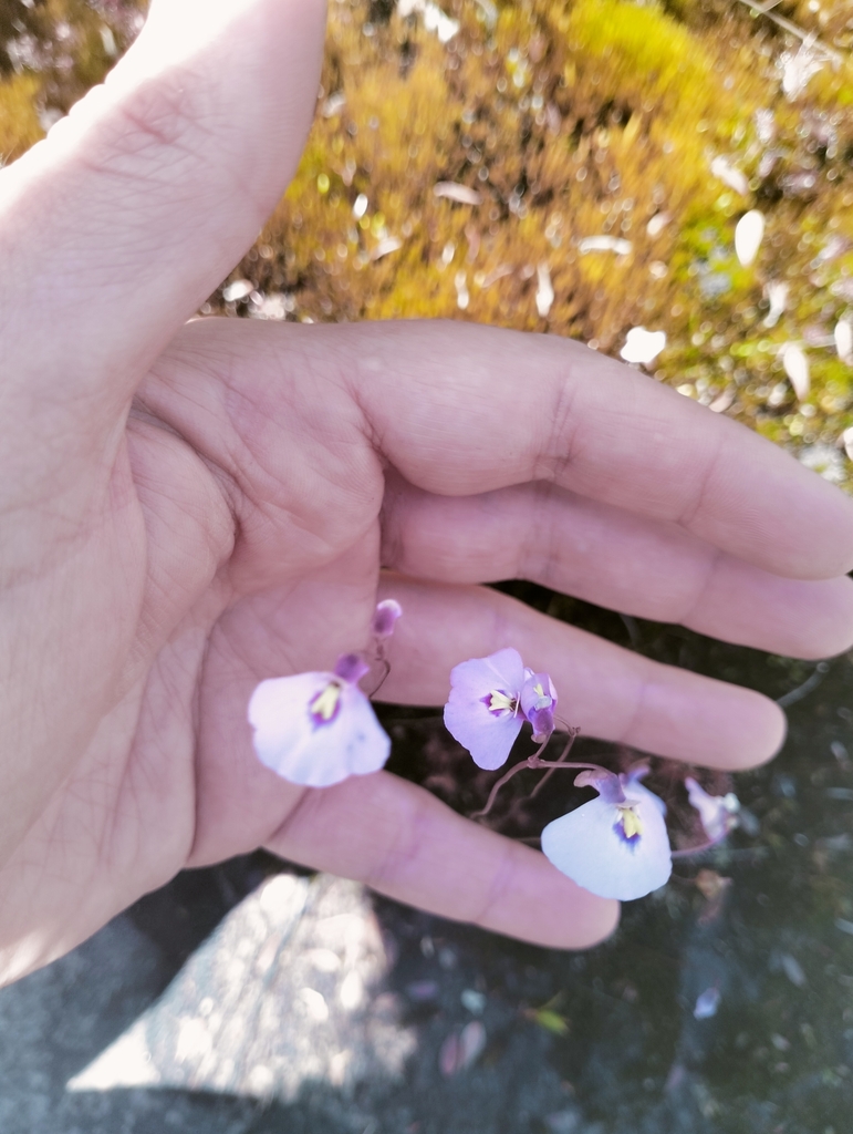 Utricularia grampiana R.W.Jobson