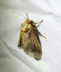 Doratifera