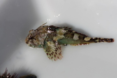 Taurulus bubalis