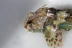 Taurulus bubalis