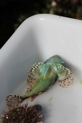 Taurulus bubalis