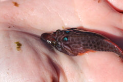 Lepadogaster purpurea