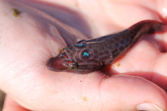 Lepadogaster purpurea
