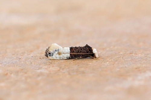 Trichophaga bipartitella