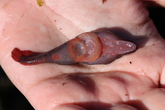 Lepadogaster purpurea