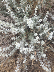 Brickellia nevinii