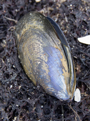 Mytilus