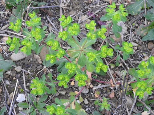Mlječika suncogled (Euphorbia helioscopia)