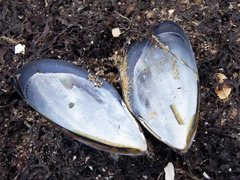 Mytilus