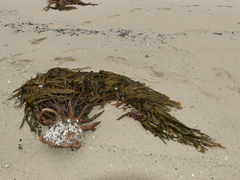 Lessonia tholiformis