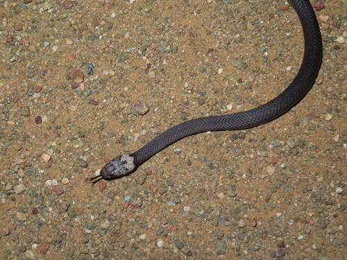 Pale-headed Snake sighting