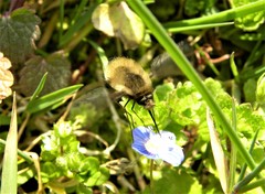 Bombylius trichurus