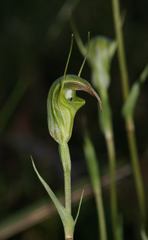 Pterostylis atrans