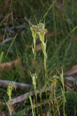 Pterostylis atrans