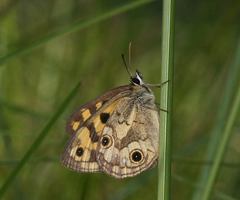 Heteronympha cordace