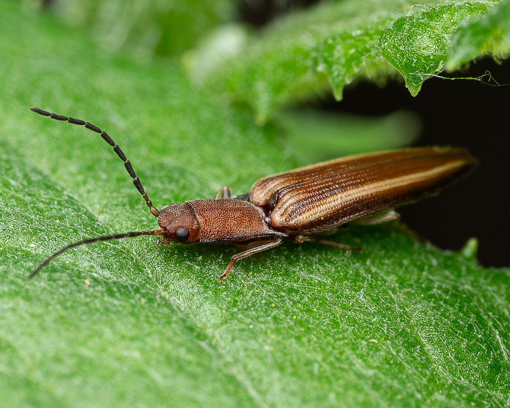 Parasaphes