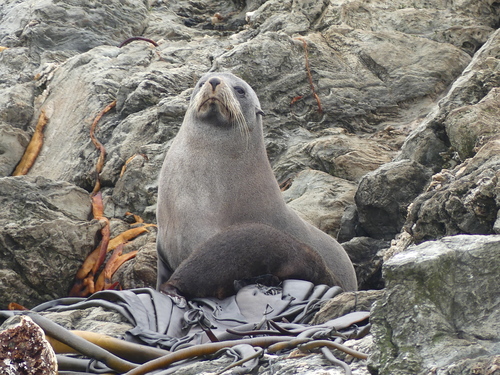 Long-nosed Fur Seal, photo 4 of 7