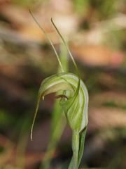 Pterostylis decurva